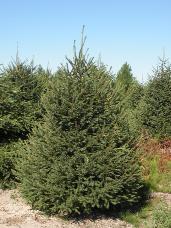 Norway Spruce